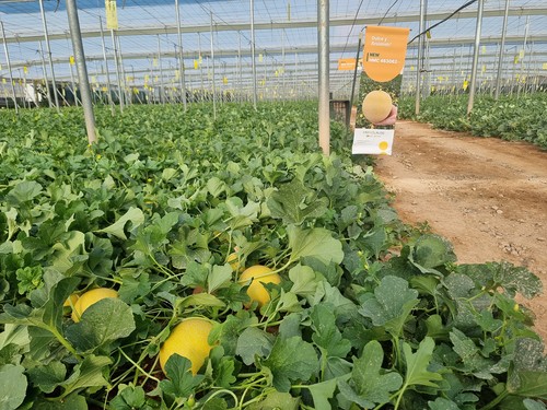 HM.CLAUSE muestra su nuevo melón galia con resistencias y todo el sabor