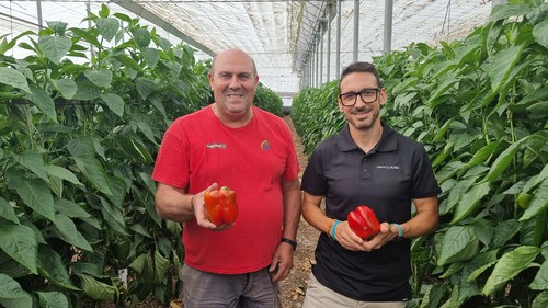 Las novedades de pimiento temprano de HM.CLAUSE marcan diferencias en el inicio de campaña