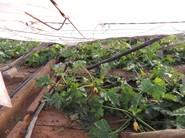 Fincas con cultivo aún sin recoger caen abajo a causa del granizo