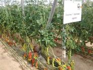 Jornada de Puertas Abiertas de Nunhems para presentar el tomate Dreamer F1