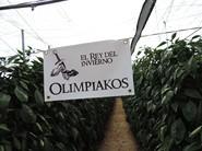 Nunhems ofrece una jornada de puertas abiertas sobre Olimpiakos
