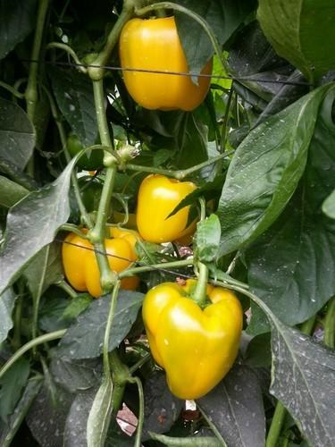 Presentación del nuevo California amarillo de HM Clause Ibérica, CLXPBYC040 (Rayo) F1