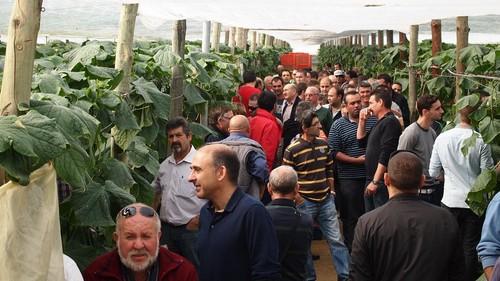 Más de 300 agricultores conocen la nueva variedad de pepino largo Tesoro F1*, de Nunhems