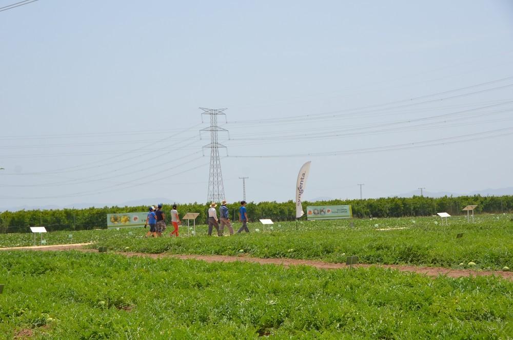 Syngenta demuestra que 'Saber es Sabor' con sus jornadas de puertas abiertas de melón y sandía