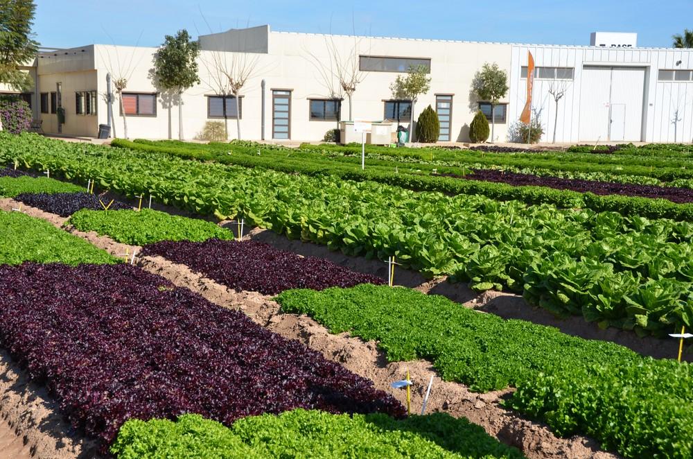 Nunhems Lettuce and Spinach Demo Field