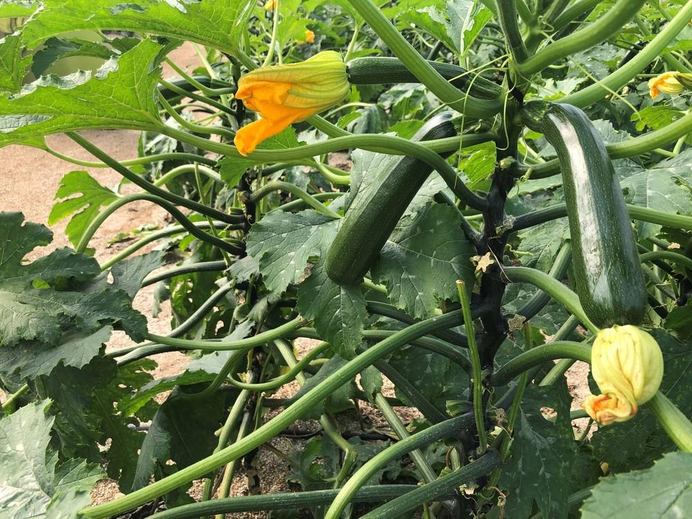 Syngenta presenta en Níjar Icarus, su nueva variedad de calabacín con resistencia a oídio