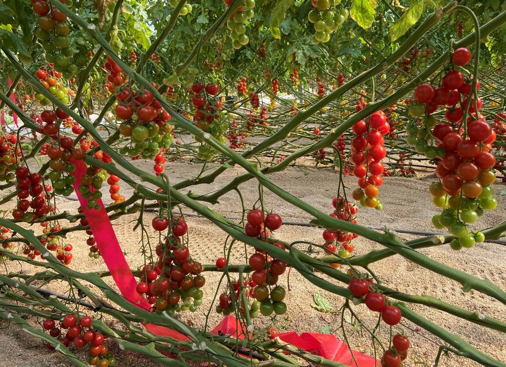 Rijk Zwaan muestra en el CED sus principales novedades en solanáceas de invierno