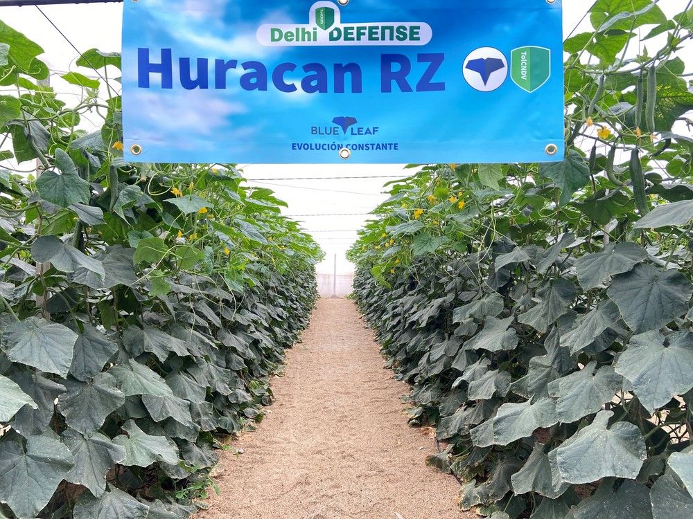 Rijk Zwaan presenta Huracan RZ, el blueleaf con resistencia a Nueva Delhi