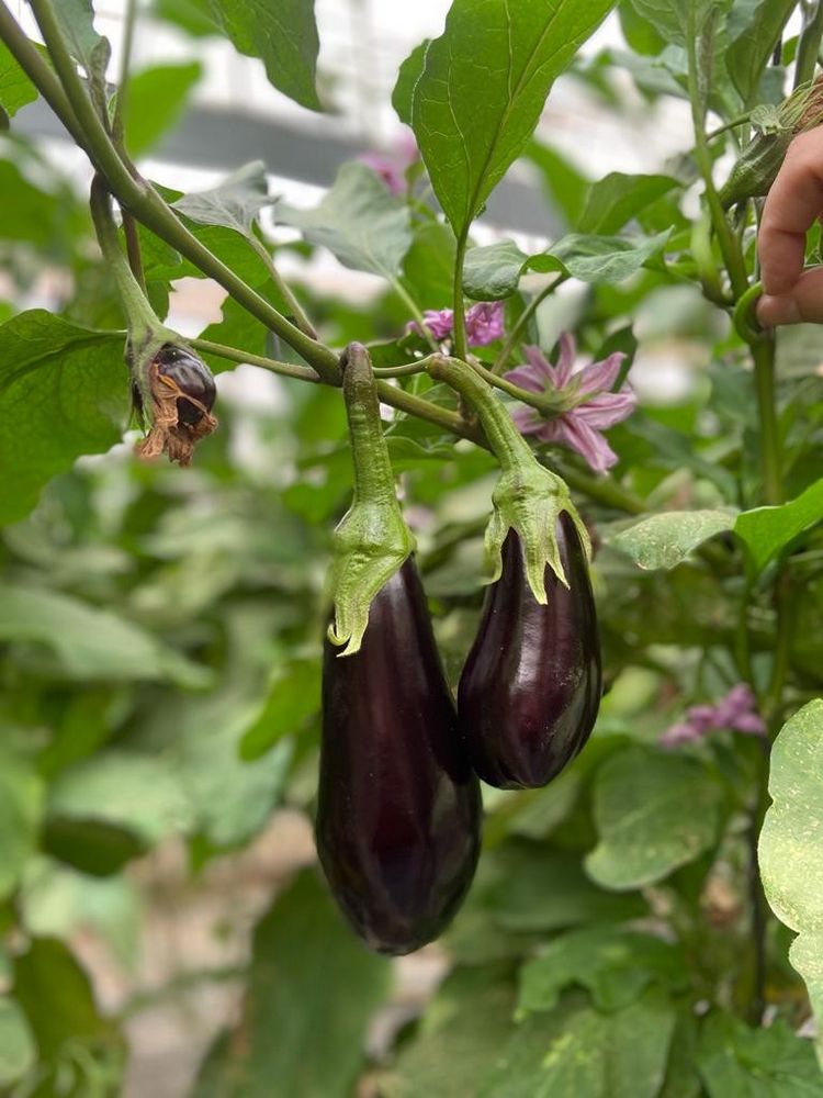 Rijk Zwaan demuestra la sanidad de planta y la calidad del fruto que presenta Kesia RZ en abril