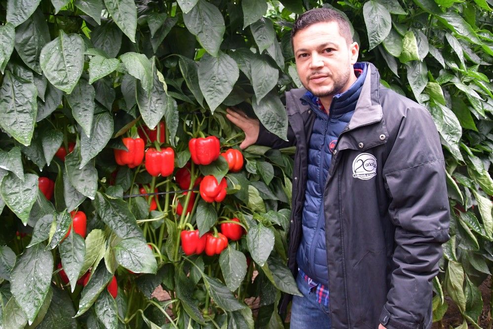 El catálogo de pimiento tardío de Syngenta se presenta al completo en una finca de El Ejido