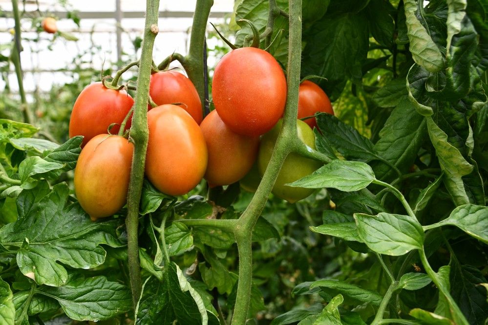 CapGen Seeds expone la excelente caída de Obelix en Vícar