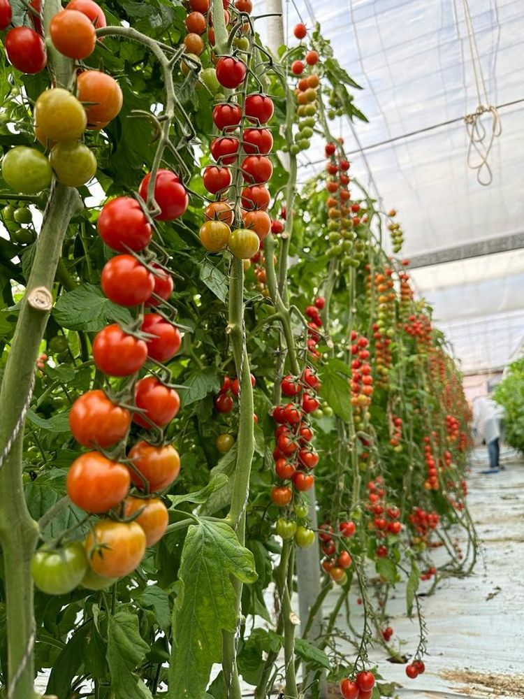 Hazera muestra las cualidades de sus cherry Pendragón, Windsor y Giubilo en Albuñol