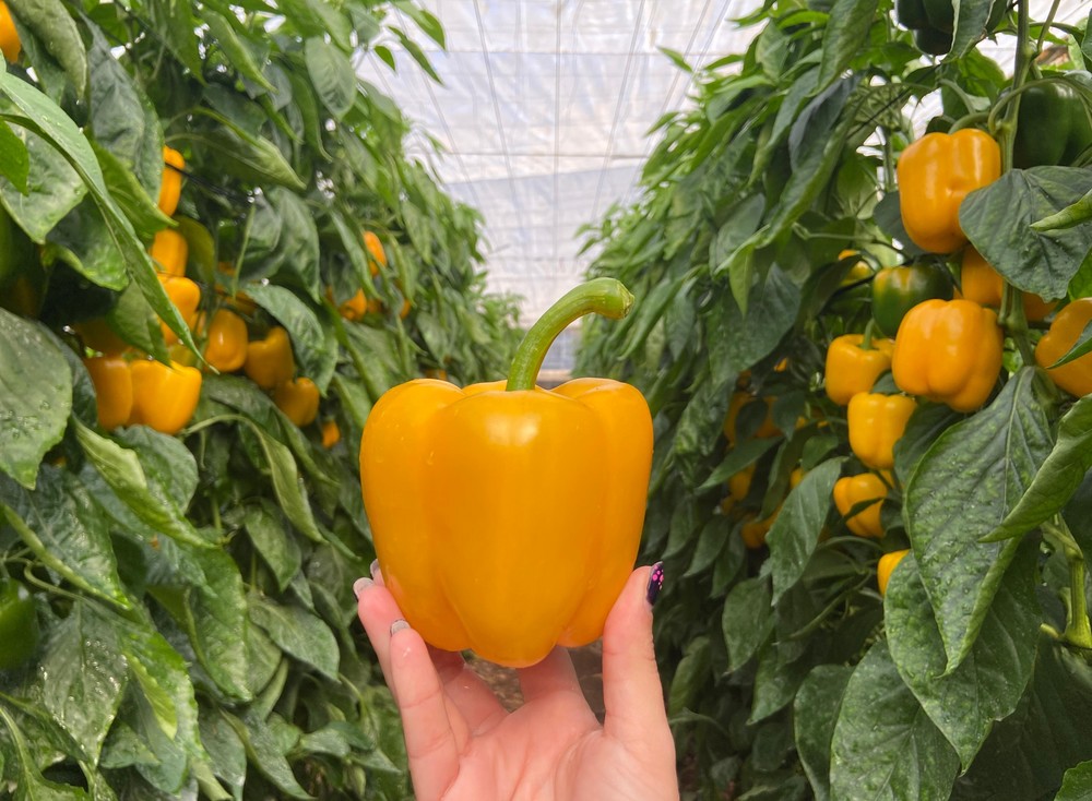 Rijk Zwaan celebra el Tour California para mostrar sus variedades en diferentes zonas de cultivo