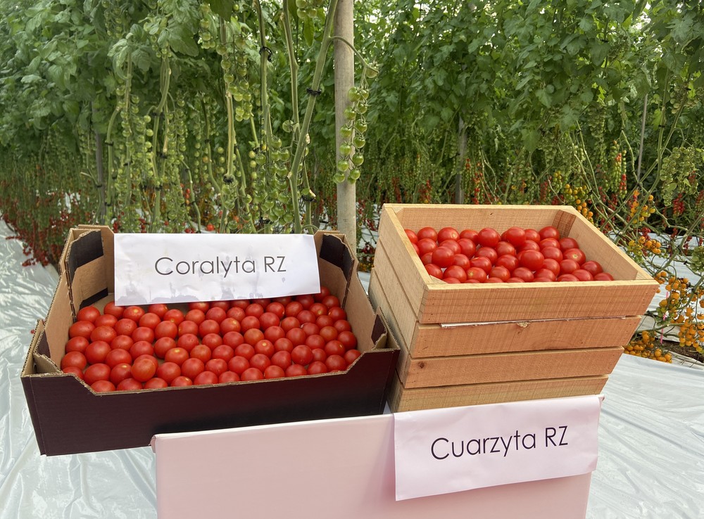 Rijk Zwaan muestra sus novedades en tomate en unas jornadas en Níjar