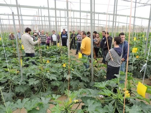 Jornadas de calabacín Cassandra, de Syngenta