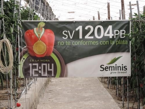 Jornada de campo de Seminis para presentar su nuevo California SV 1204 PB