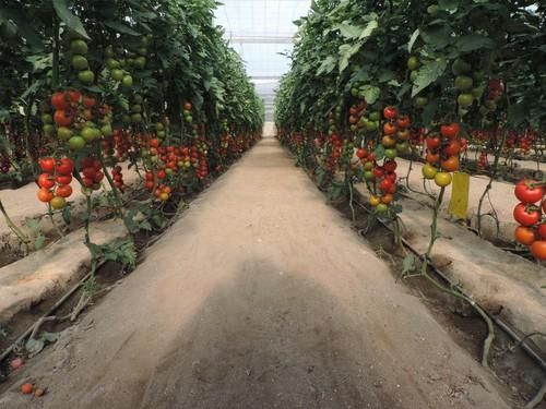Seminis presenta su nuevo tomate ramo Laujar, el primer tomate de la campaña