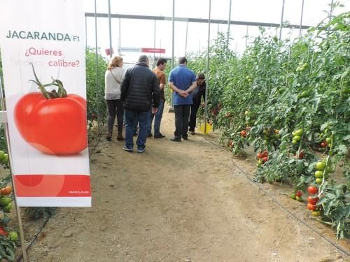 HM CLAUSE IBÉRICA muestra su tomate Jacaranda, calibre y calidad en invierno