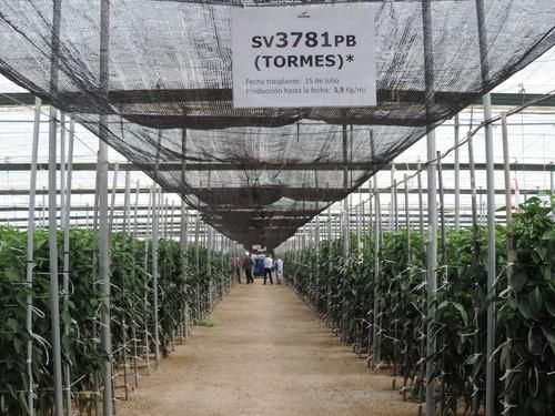 Seminis presenta sus nuevas variedades de pepino Almería y pimiento California amarillo