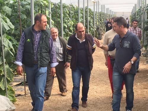 Jornadas de pepino Brujula F1 de Nunhems