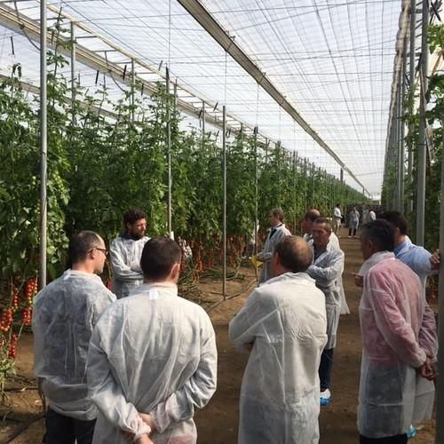 Nunhems presenta su nuevo cherry, Sintonía F1, y el resto de novedades en tomate