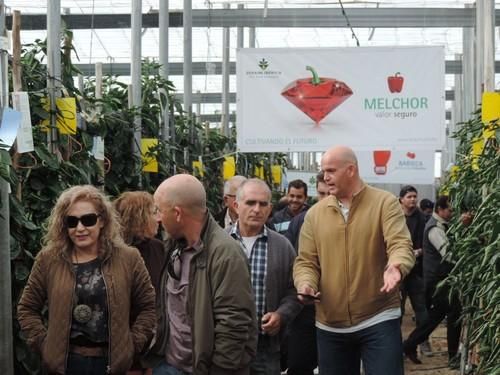 Zeraim presenta sus variedades de pimiento California a agricultores del Poniente almeriense