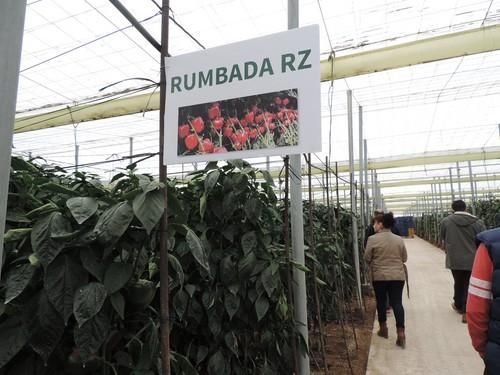 Jornadas de campo de Rijk Zwaan para mostrar Rumbada RZ y Solfeo RZ