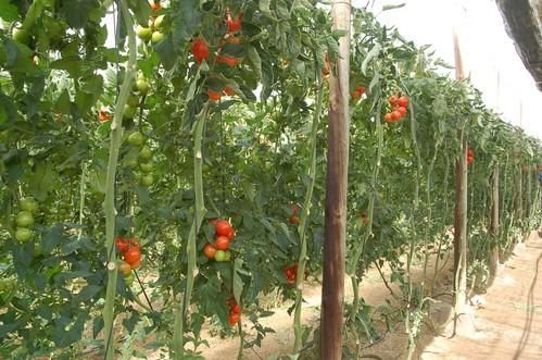 Semillas Fitó presenta sus novedades en berenjena, pepino y tomate para esta campaña