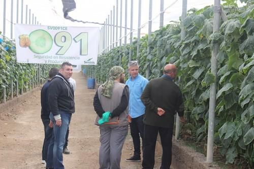 Seminis muestra su exitoso pepino tardío 091 en una finca de San Agustín