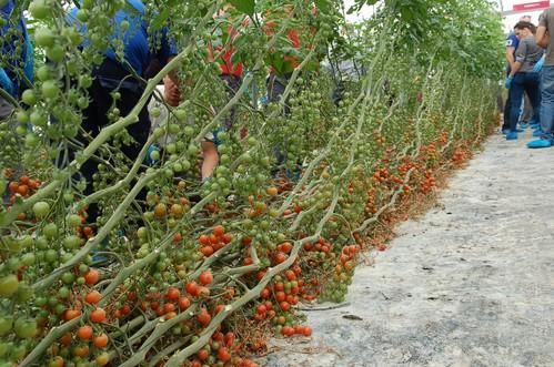 HM Clause muestra su cherry suelto CLX 37841 (Saborini) en Albuñol