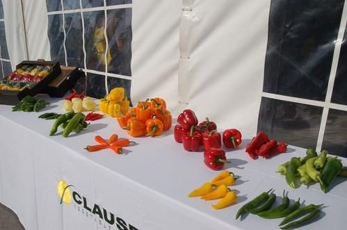 HM Clause muestra sus novedades en pimiento California e italiano