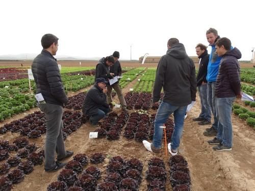 Jornadas de cultivo de hoja de Rijk Zwaan en Cartagena