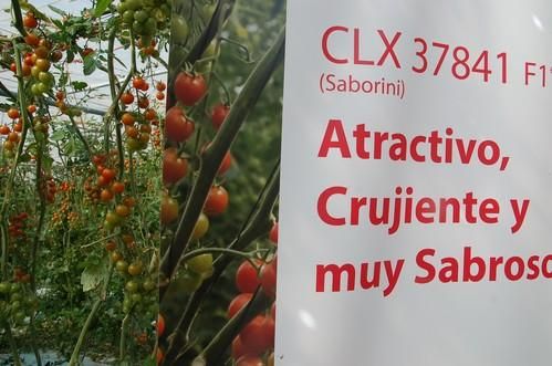 Jornada de campo de HM. Clause para mostrar su tomate cherry Saborini