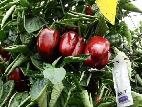 Agricultores conocen Ochoymedio, California de Hazera, en unas jornadas de campo