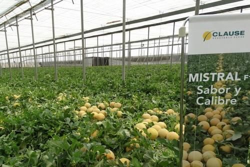  Mistral, precocidad y un calibre idóneo para trasplantes tempranos
