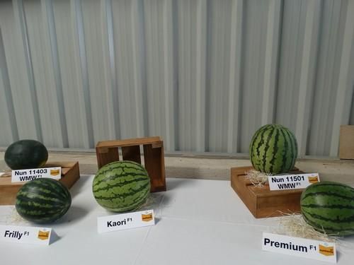 Watermelon Business Event for Experts de Nunhems en El Ejido