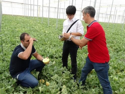 Jornada de melón Galia de Takii