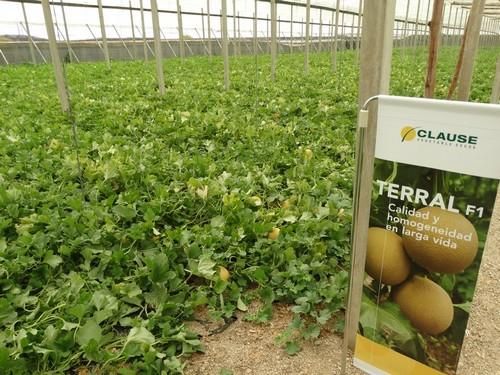 HM. Clause muestra su melón galia Terral