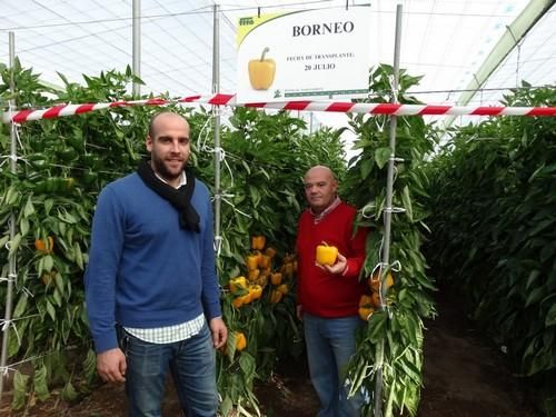 Así es Borneo, el nuevo California amarillo de Semillas Fitó