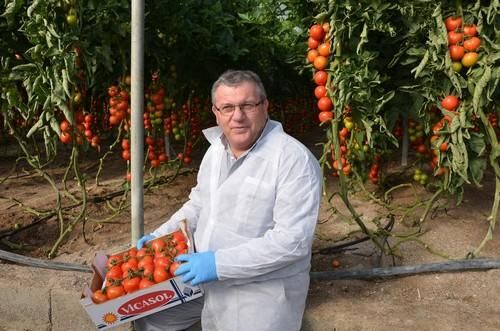 Seminis muestra su tomate rama Laujar en dos fincas en Vícar