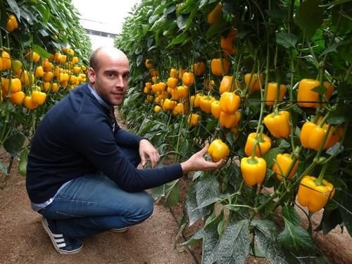 Semillas Fitó presenta en unas jornadas de campo sus pimientos Madagascar y Mikonos