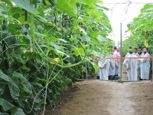 Rijk Zwaan da a conocer sus variedades de pepino más 'potentes' en unas jornadas de campo