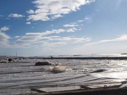 El campo se levanta tras la tormenta de lluvia y granizo del 20 de noviembre
