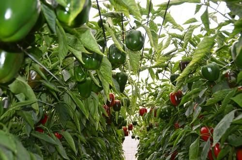 Seminis celebra una jornada de campo con su pimiento SV1204PB como protagonista