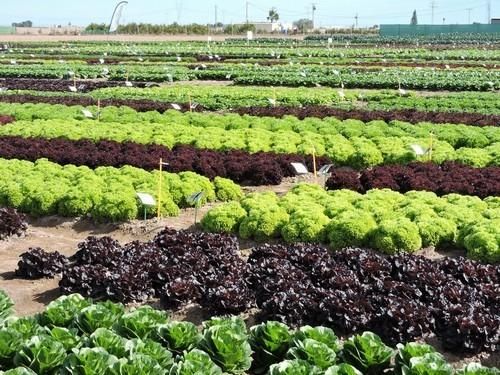 Jornadas de cultivo de hoja y flor de Rijk Zwaan en el CED La Palma
