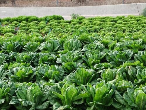 Isi Sementi presenta su amplia gama de lechugas iceberg, romanas y Little Gem