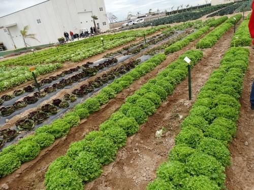Bejo muestra en Murcia su nuevo material en lechuga