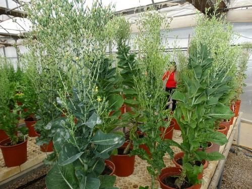 Meridiem Seeds da a conocer sus variedades de lechuga en su finca de Torre-Pacheco
