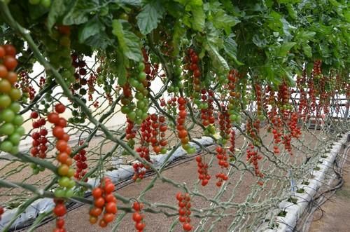 Syngenta abre su centro de investigación en el marco de las jornadas 'We Love Tomato'