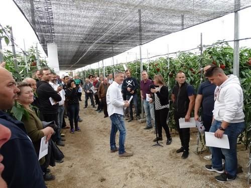 Seminis muestra su pimiento California SV1204PB